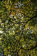 Image of flowering dogwood