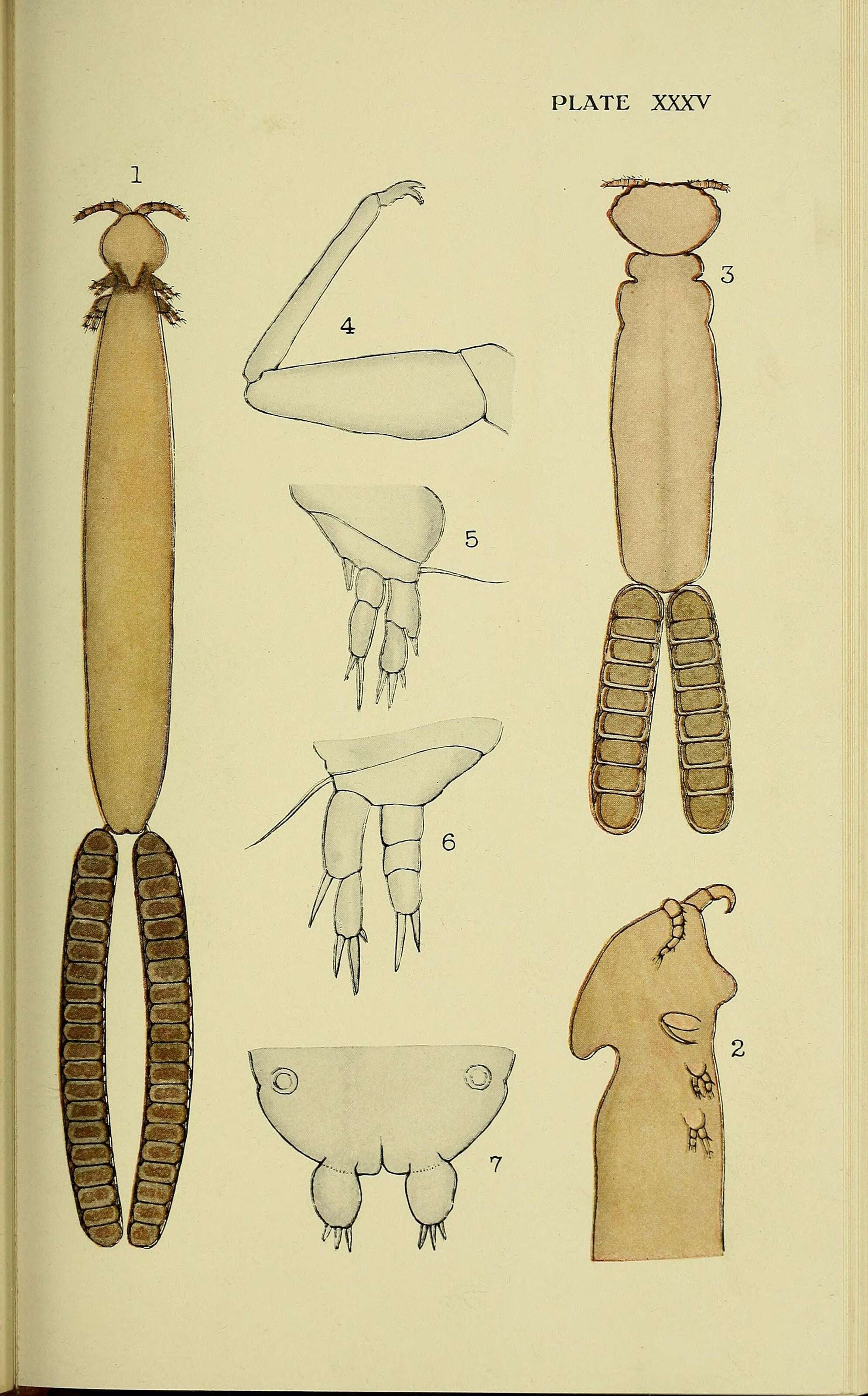 Image of Siphonostomatoida Burmeister 1835