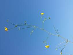 Image of Narrow-leaved Bird's-foot-trefoil