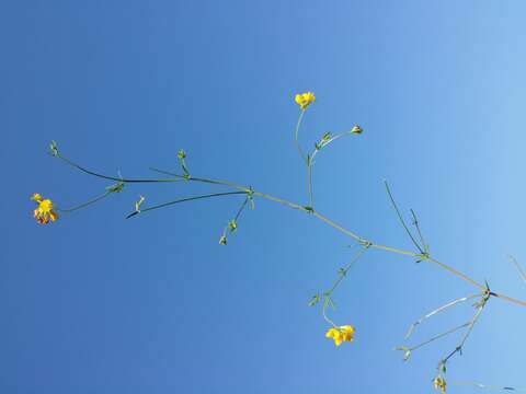 Image of Narrow-leaved Bird's-foot-trefoil