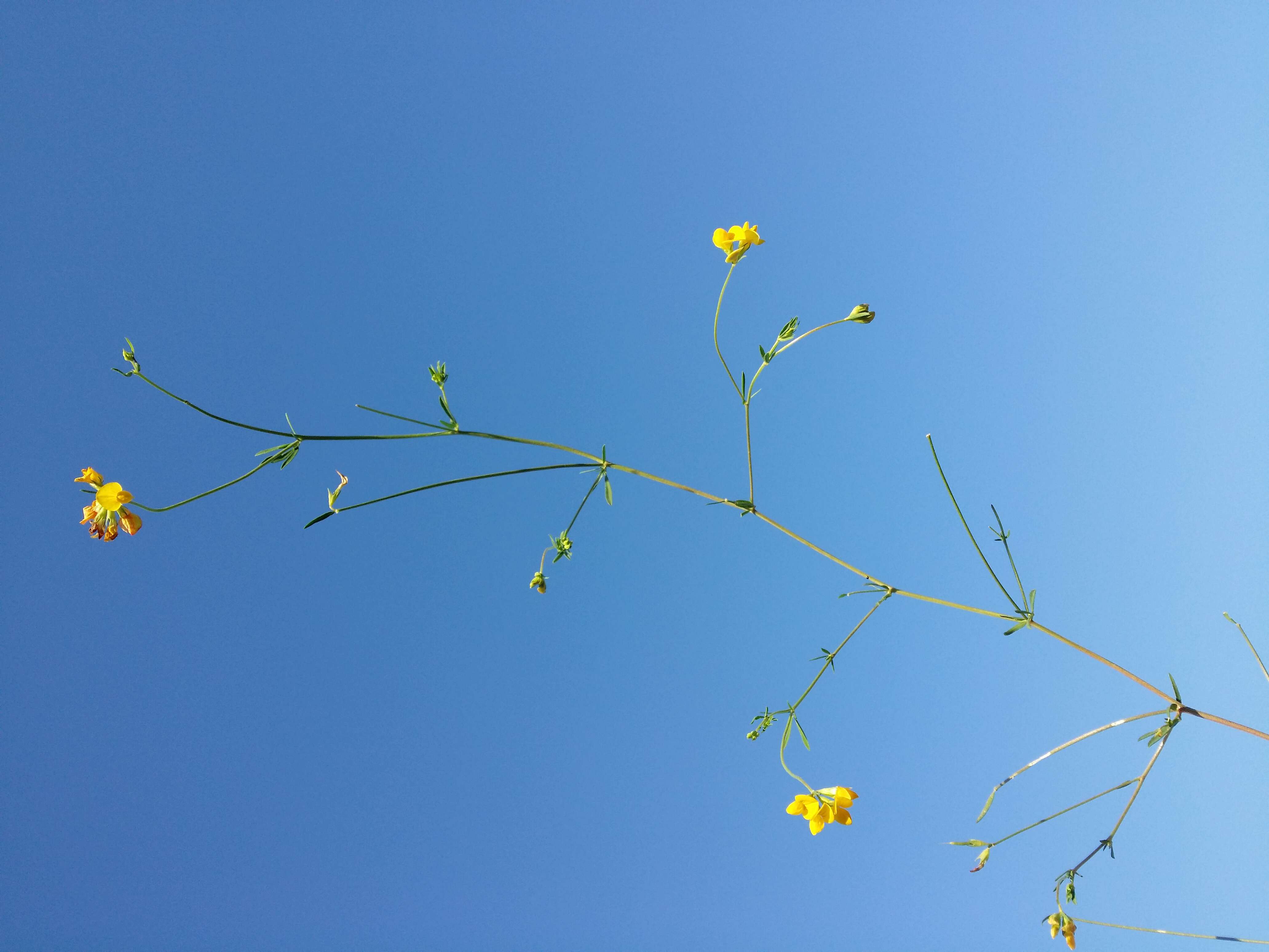 Image of Narrow-leaved Bird's-foot-trefoil