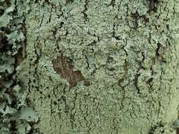 Image of pyxine lichen