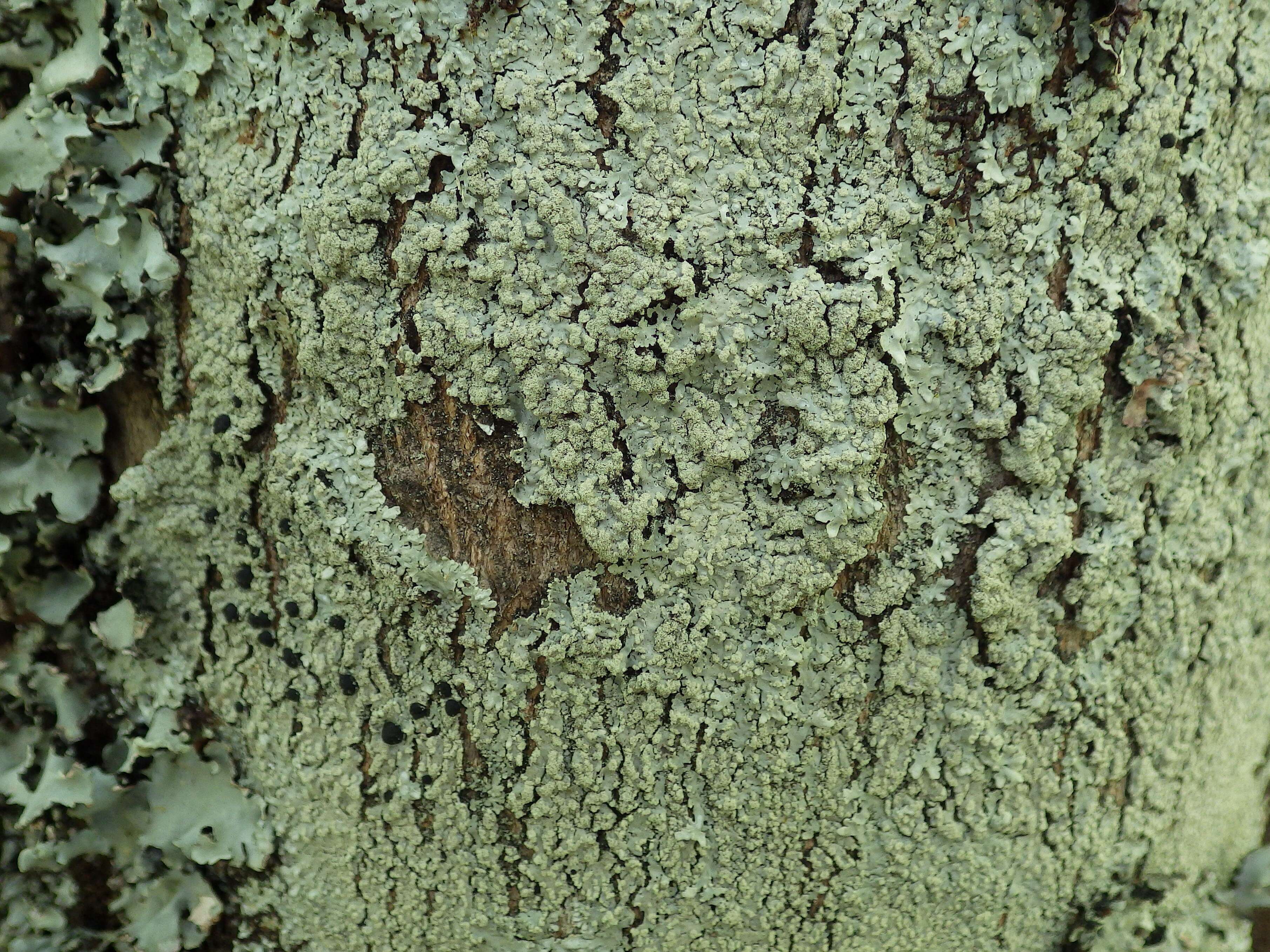 Image of pyxine lichen