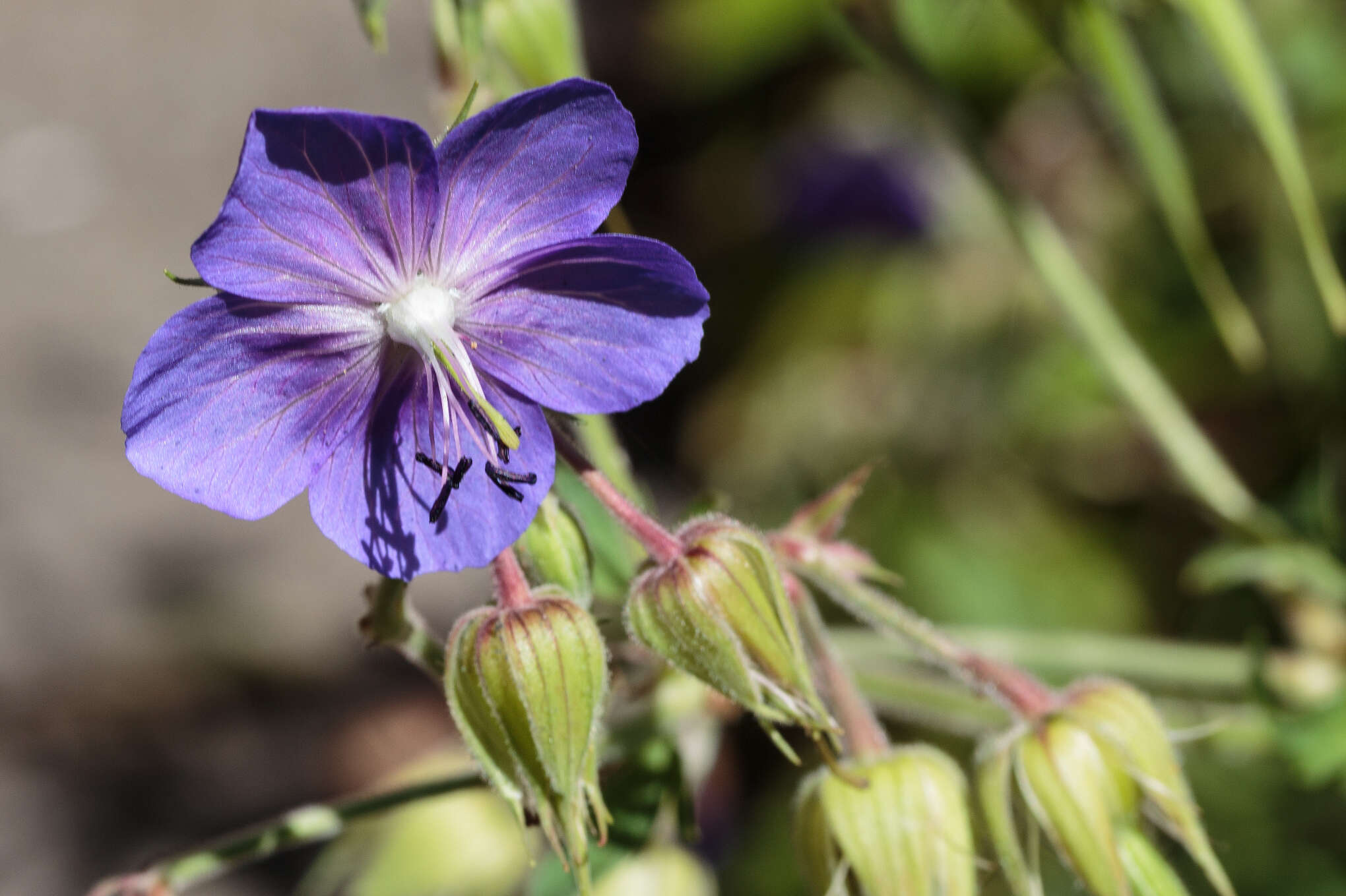 Imagem de Geranium palustre L.