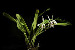 Image of Cattleya iricolor Rchb. fil.