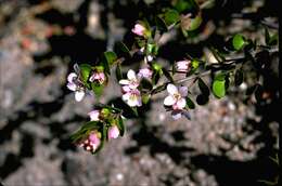 Boronia rhomboidea Hook. resmi