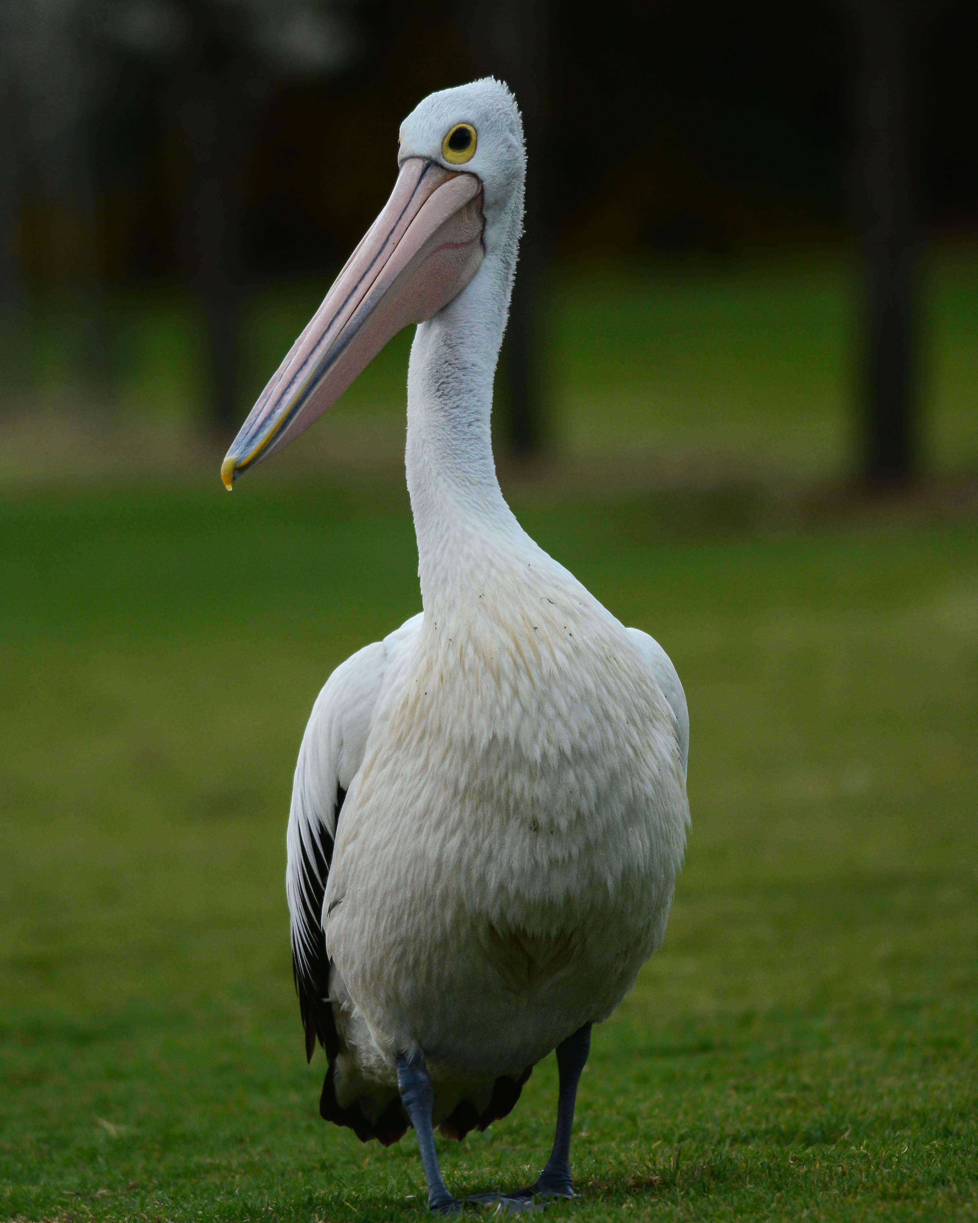 Image of Australian Pelican