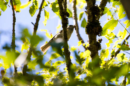 Image of Oak Titmouse