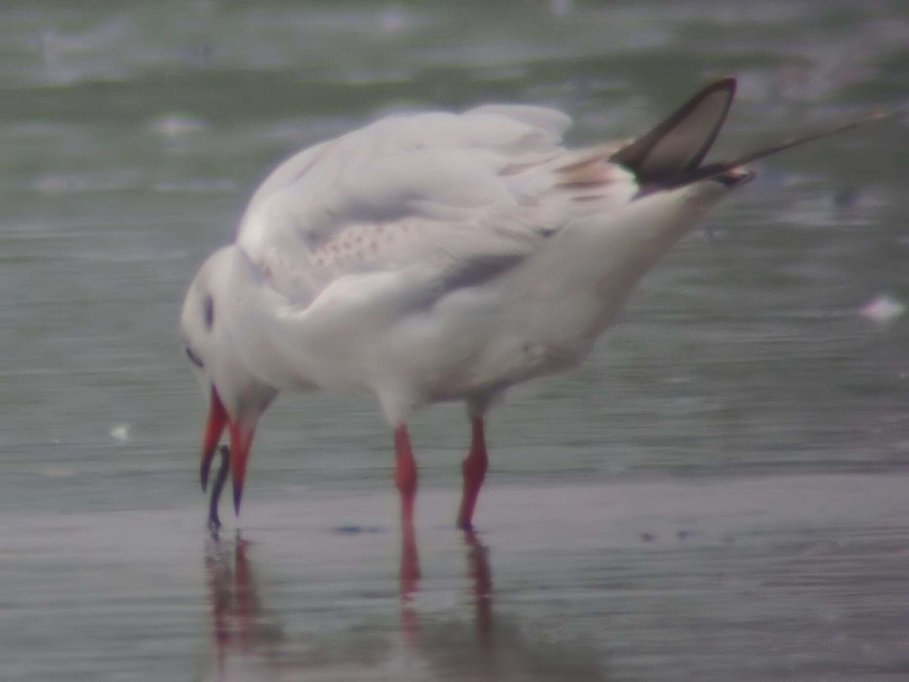 Image of Black-headed Gull