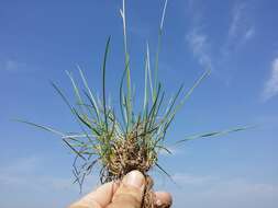 Plancia ëd Helictochloa pratensis (L.) Romero Zarco