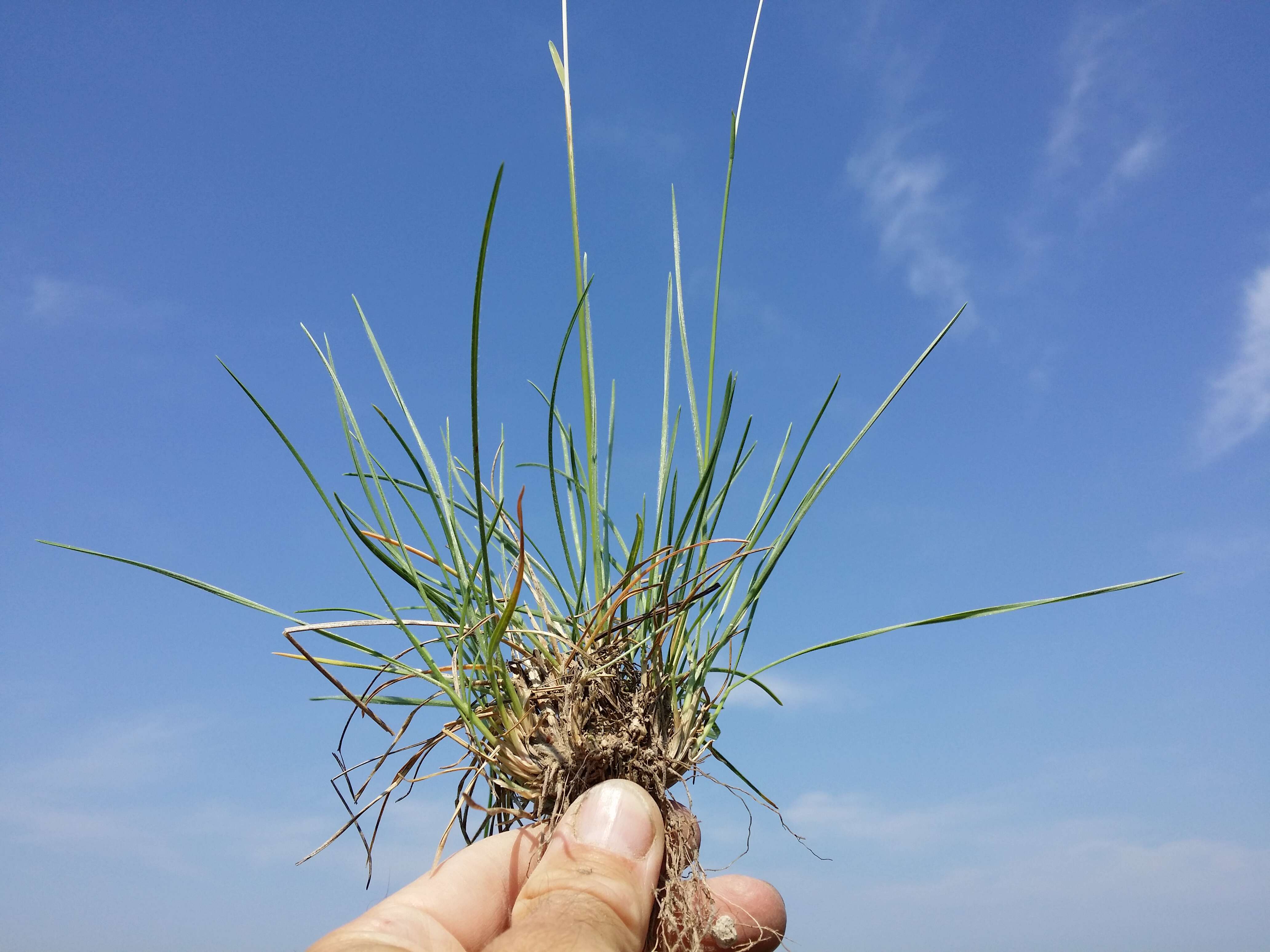 Plancia ëd Helictochloa pratensis (L.) Romero Zarco