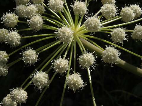 Image of Lyall's angelica