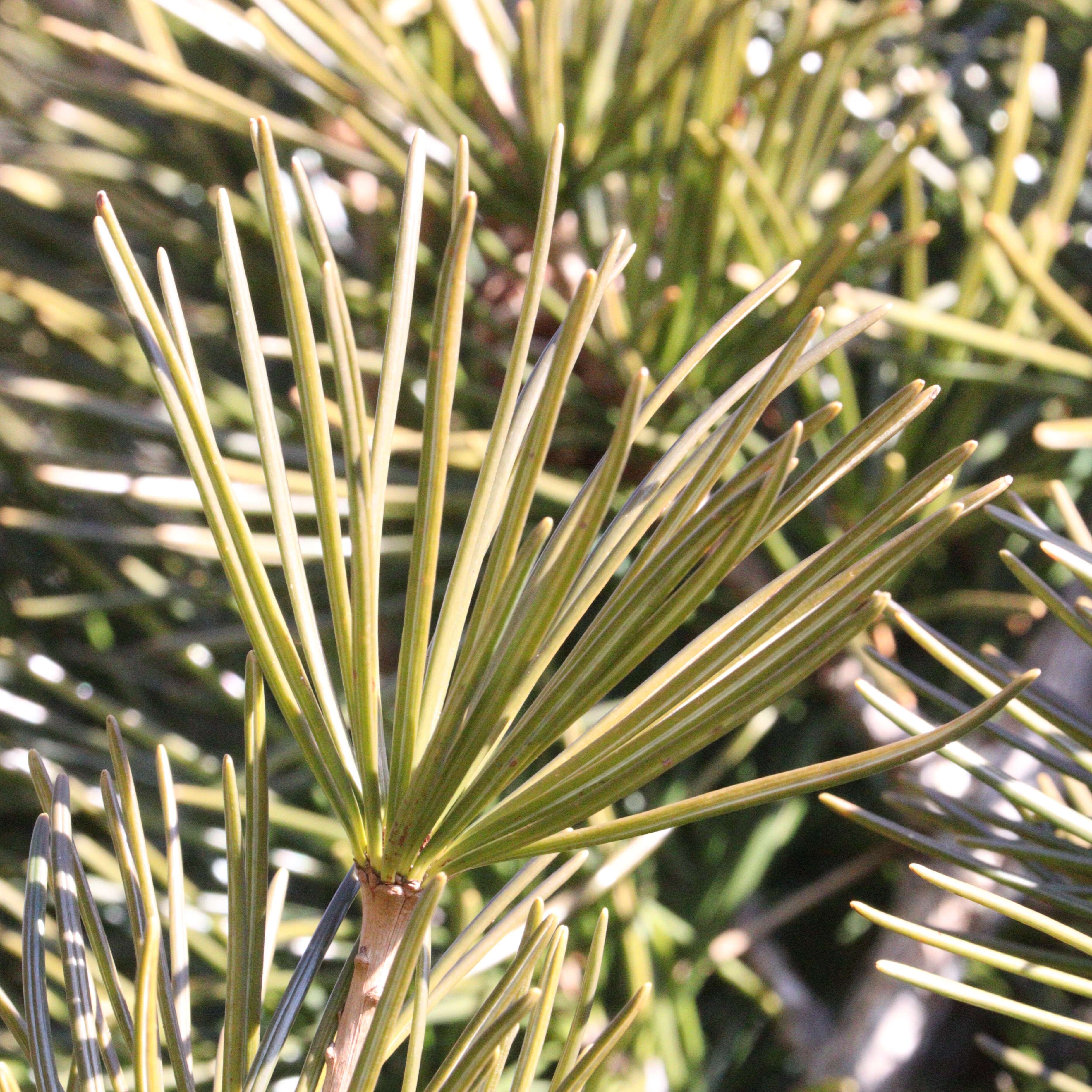 Image of umbrella-pine family