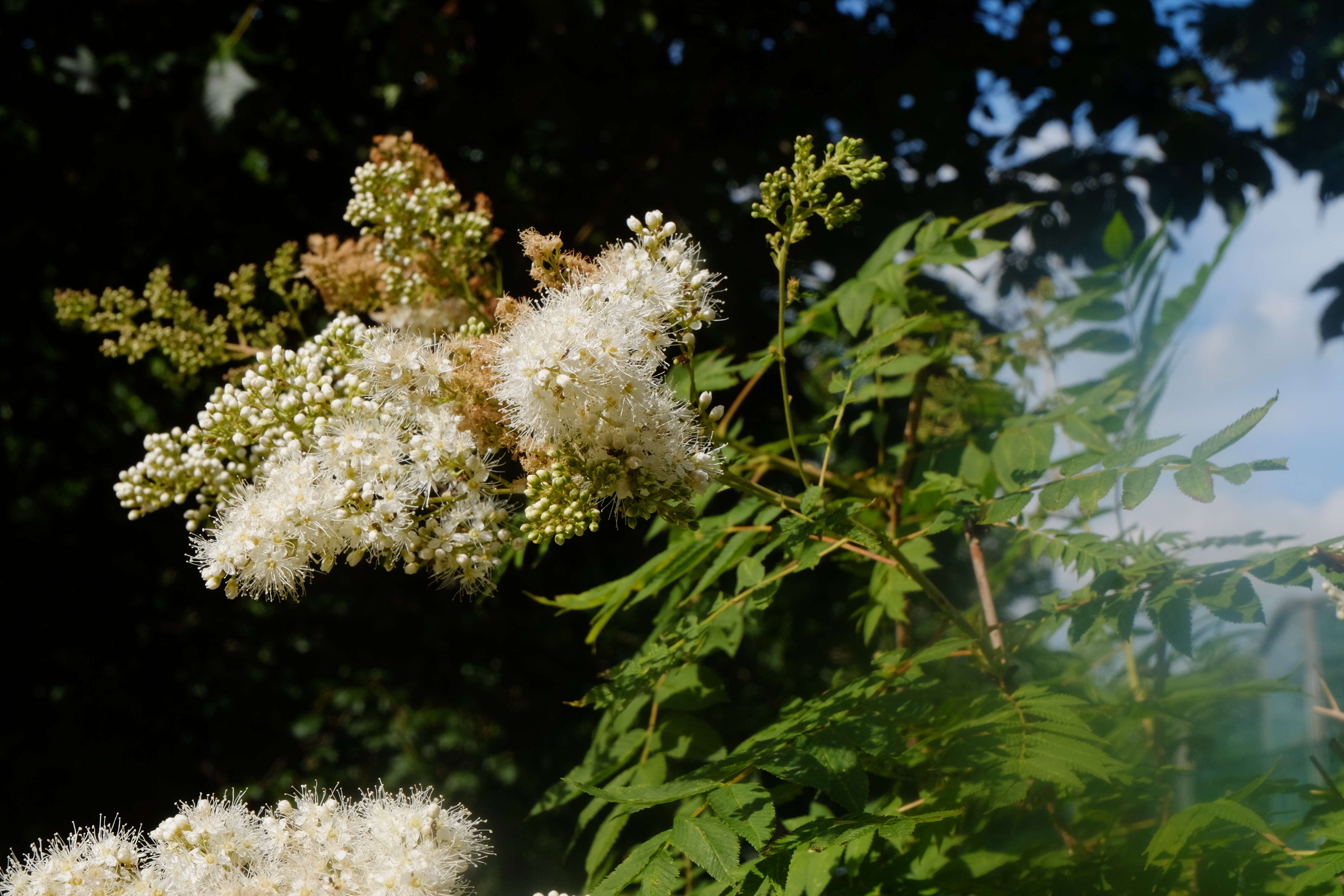 Image of false spiraea