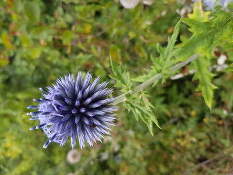 Image of Echinops bannaticus Rochel ex Schrad.