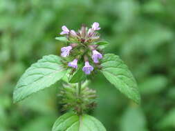 Image of wild basil