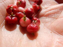 Gaultheria humifusa (R. Grah.) Rydb. resmi