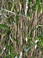 Image of arrow bamboo