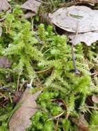 Image of Electrified Cat's Tail Moss