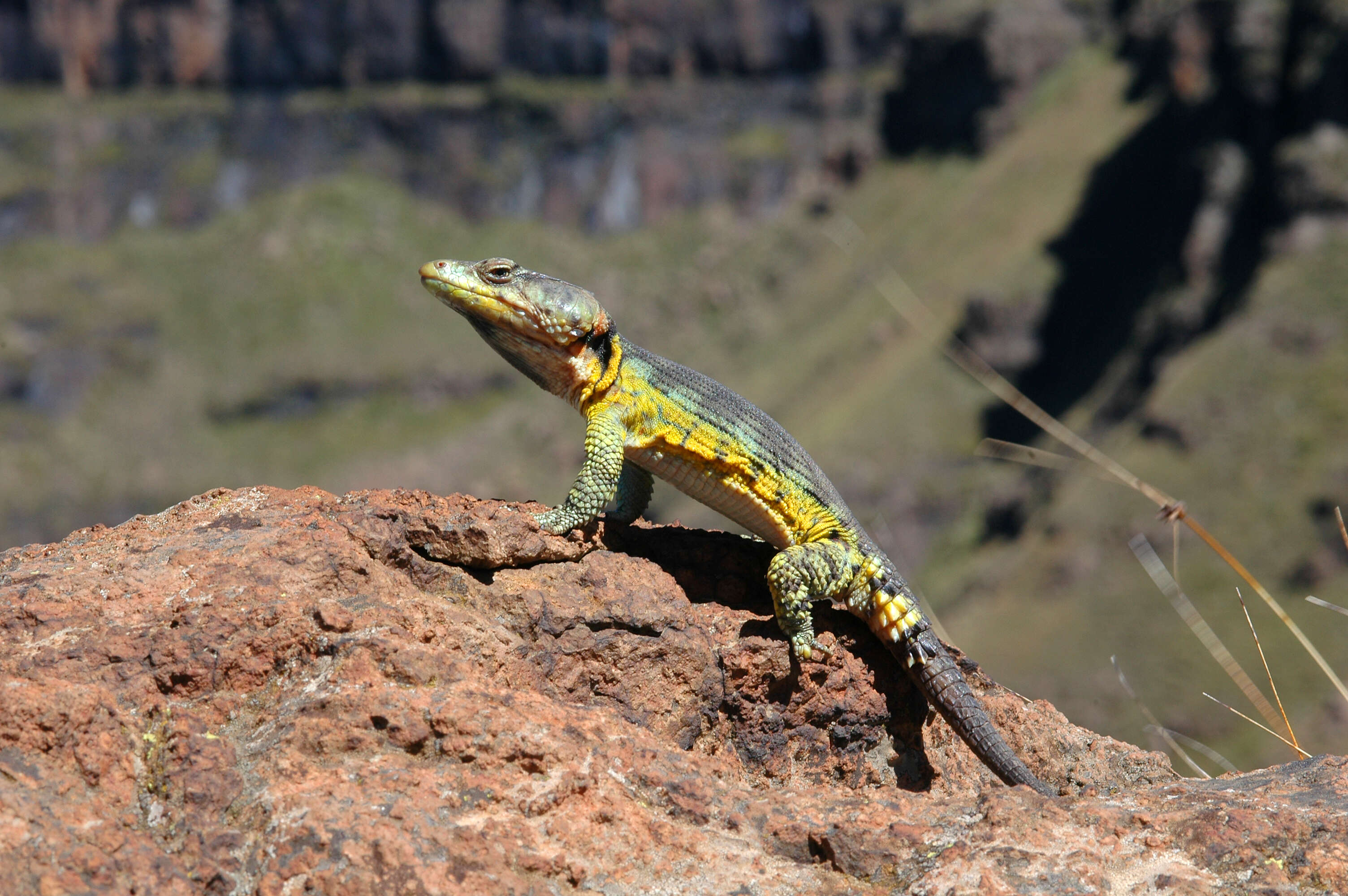 Image of Drakensberg Crag Lizard