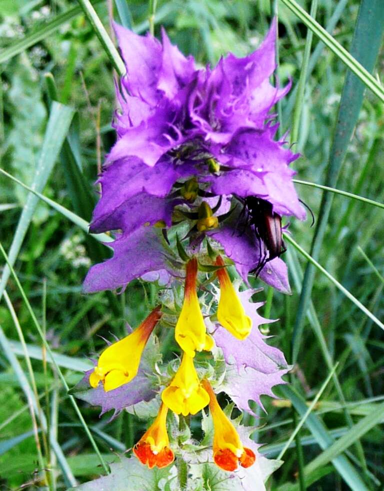 Слика од Melampyrum nemorosum L.