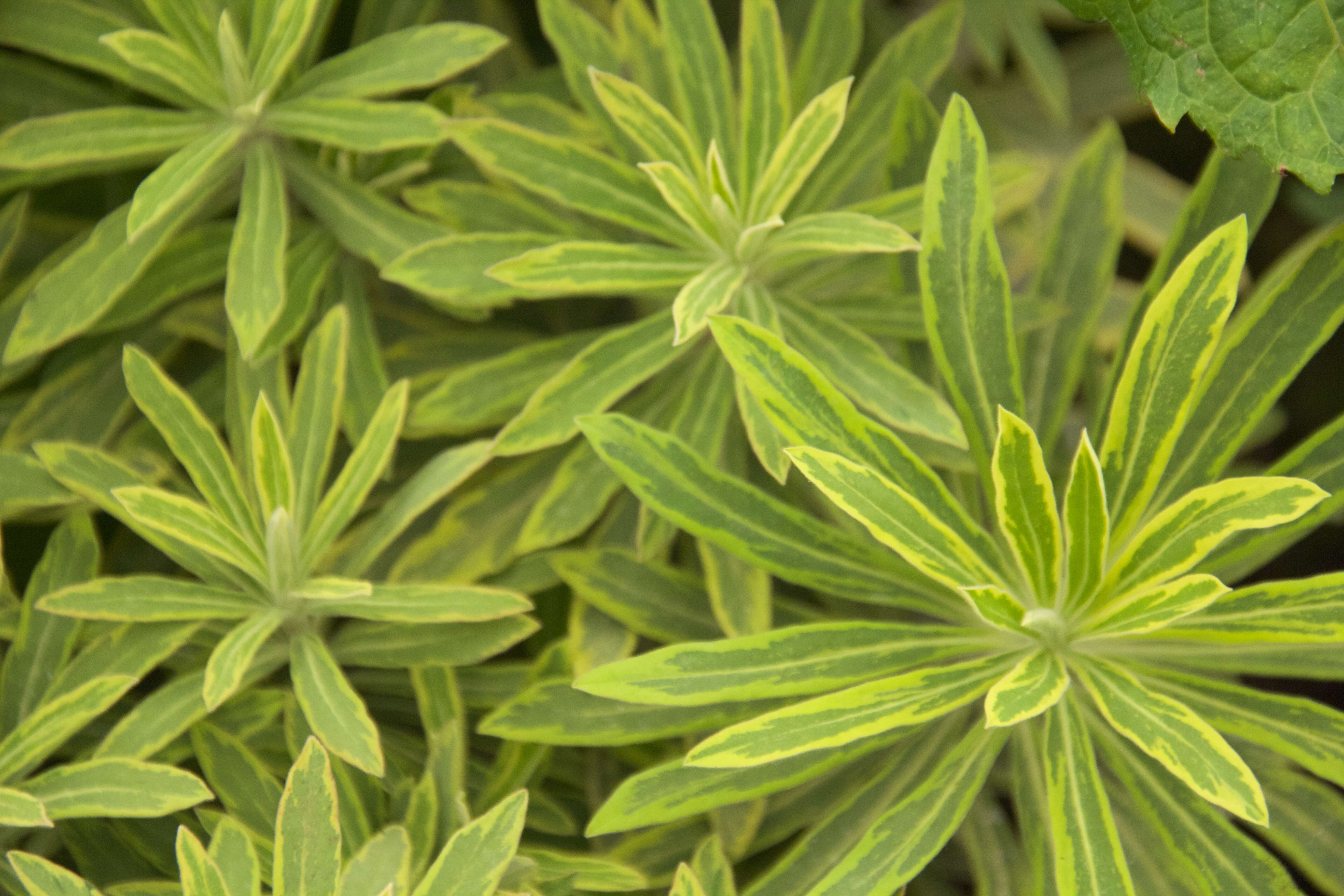 Image of Euphorbia martini Rouy