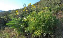 Image of Thompson's desertparsley