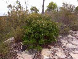 Image of Phebalium nottii (F. Müll.) F. M. Bailey