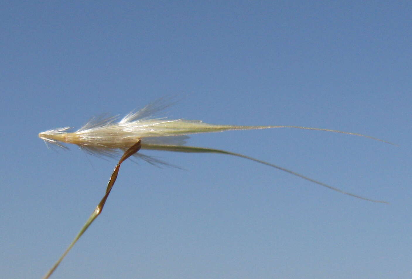 Rytidosperma caespitosum (Gaudich.) Connor & Edgar resmi