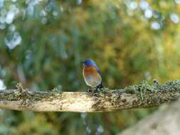 Image of Western Bluebird