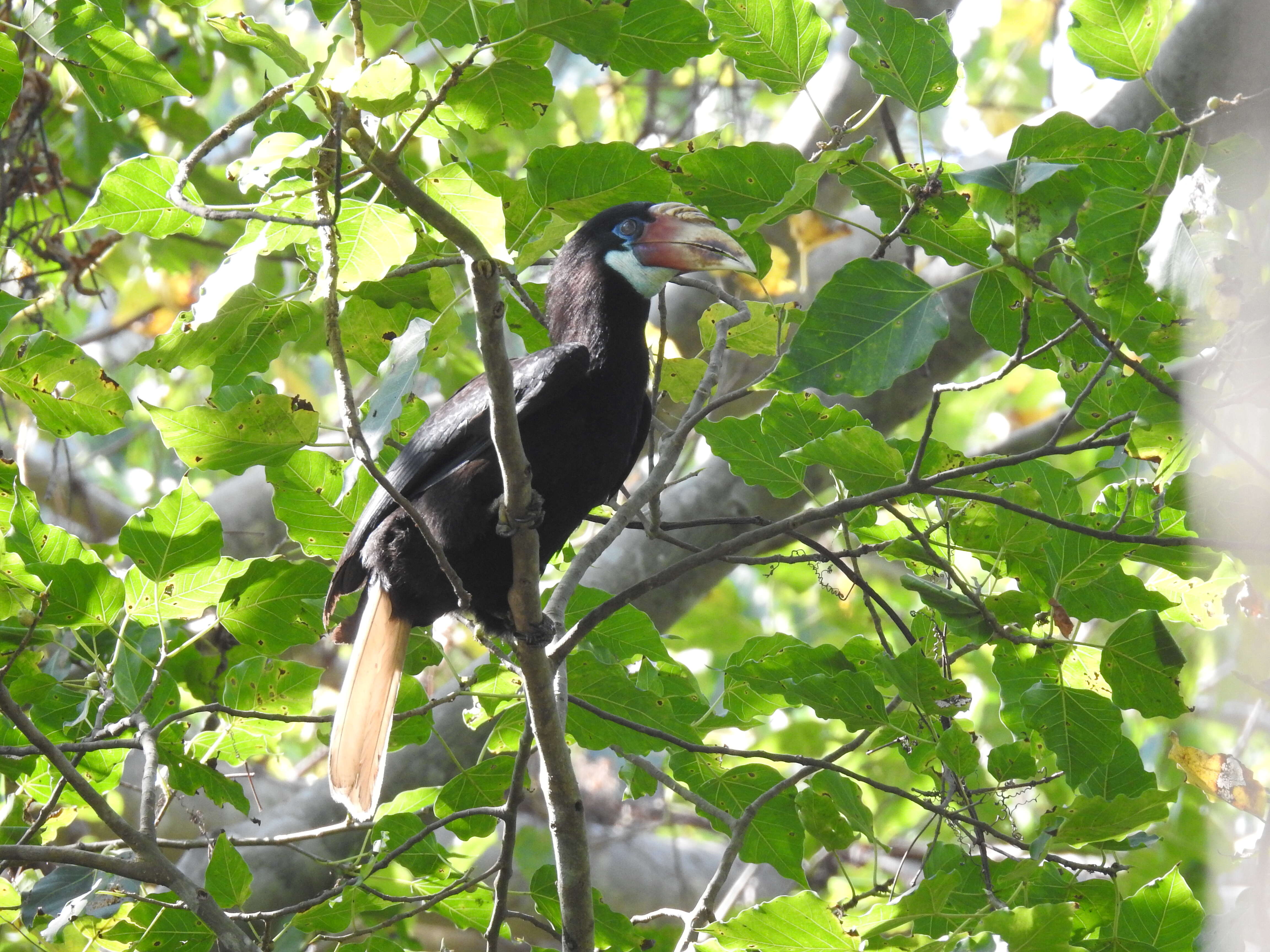 Image of Narcondam Hornbill