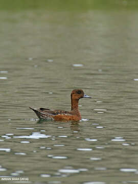 Image of Eurasian Wigeon