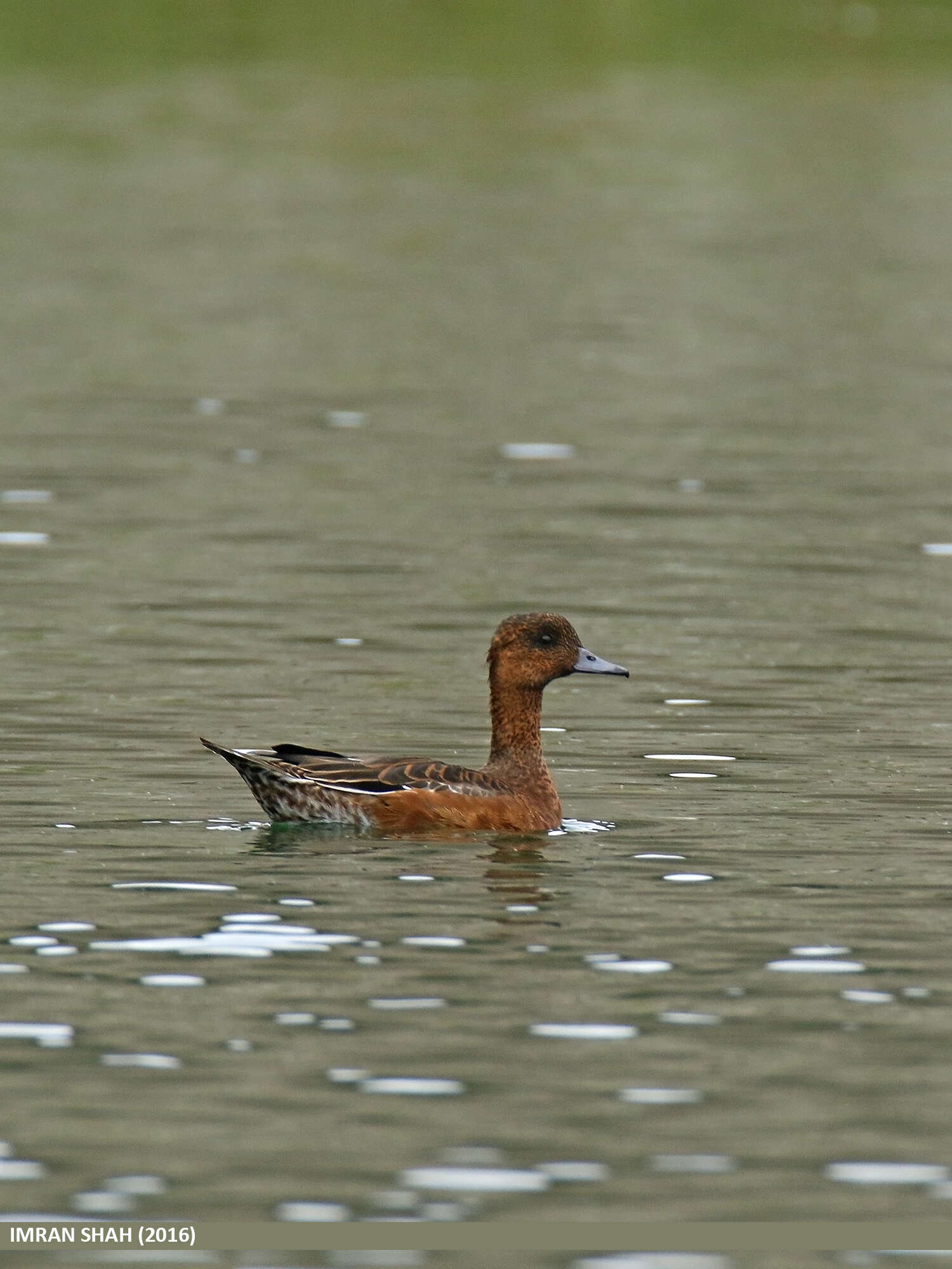 Image of Eurasian Wigeon