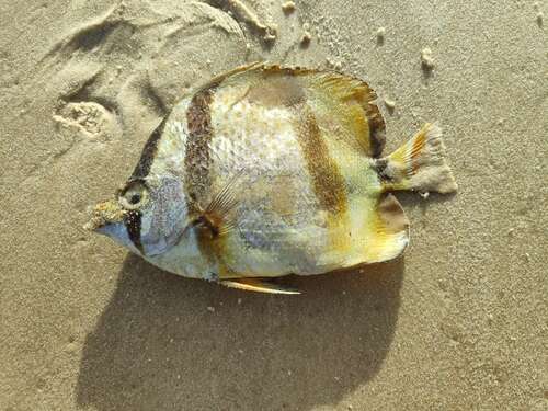 Image of Four-banded Butterfly Fish