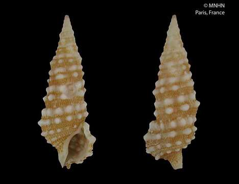 Image of Cerithium balletoni Cecalupo 2009