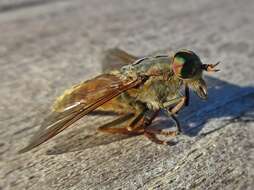 صورة Hybomitra ciureai (Seguy 1937)