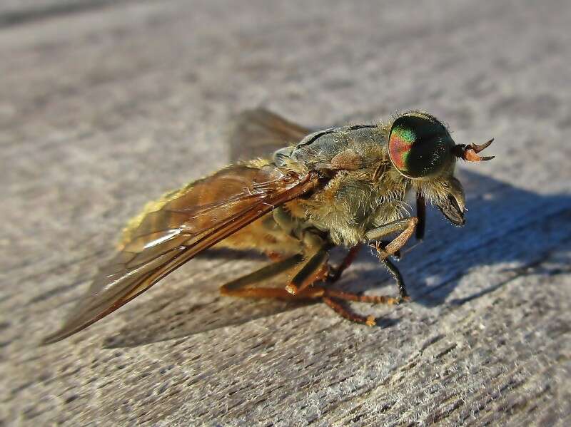 صورة Hybomitra ciureai (Seguy 1937)