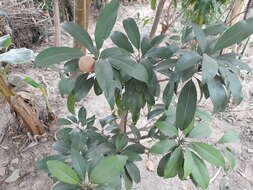 Image of sapodilla