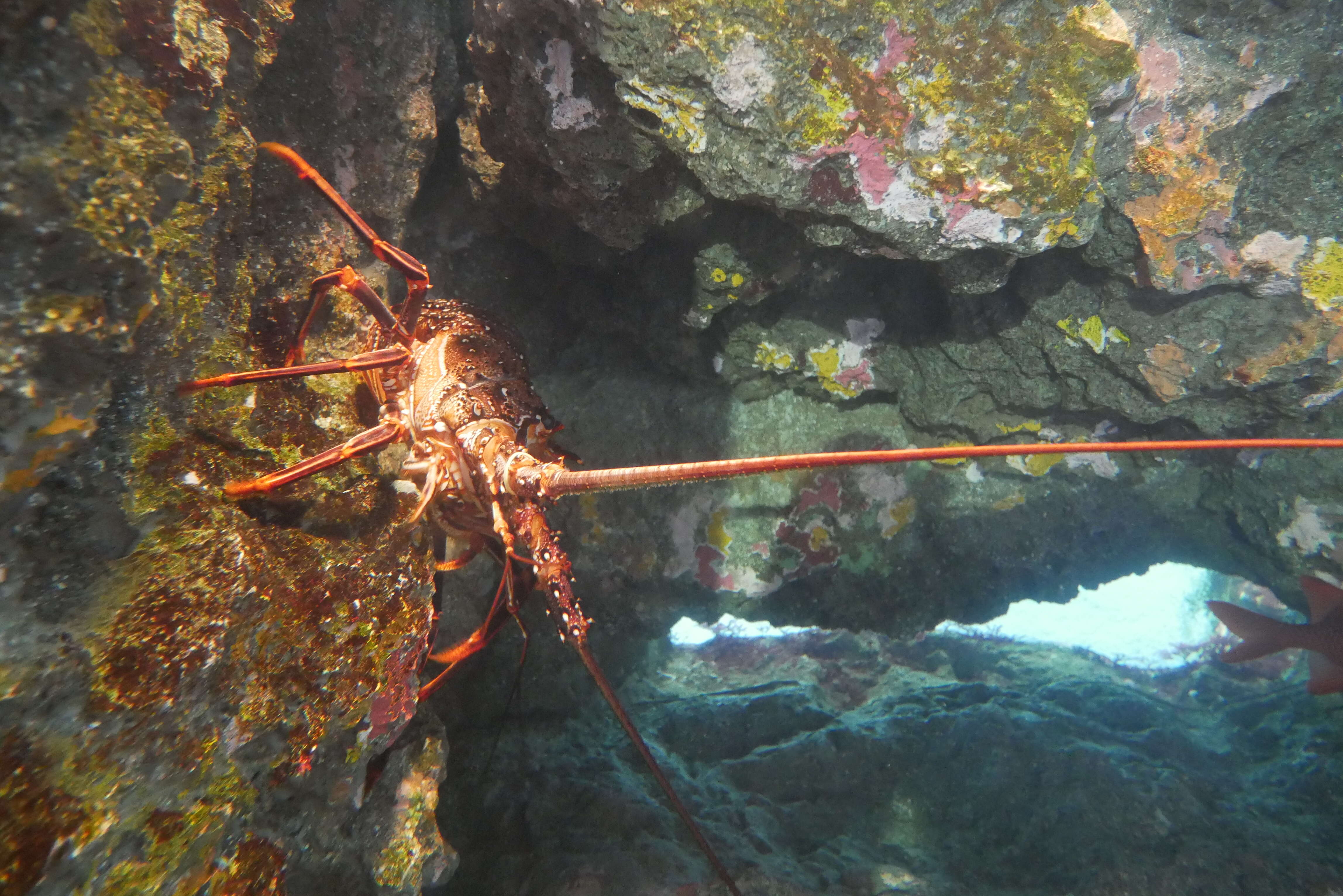 Image of Panulirus brunneiflagellum Sekiguchi & George 2005