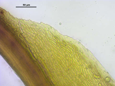 Image of distichium moss