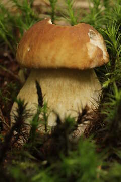 Imagem de Boletus reticulatus Schaeff. 1774