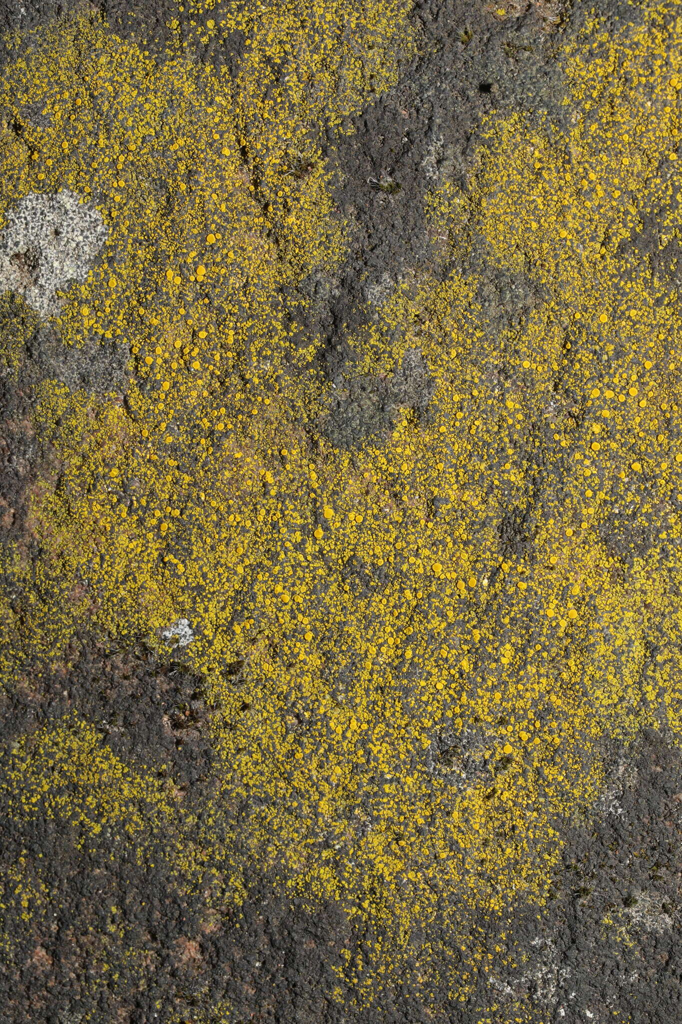 Image of eggyolk lichen