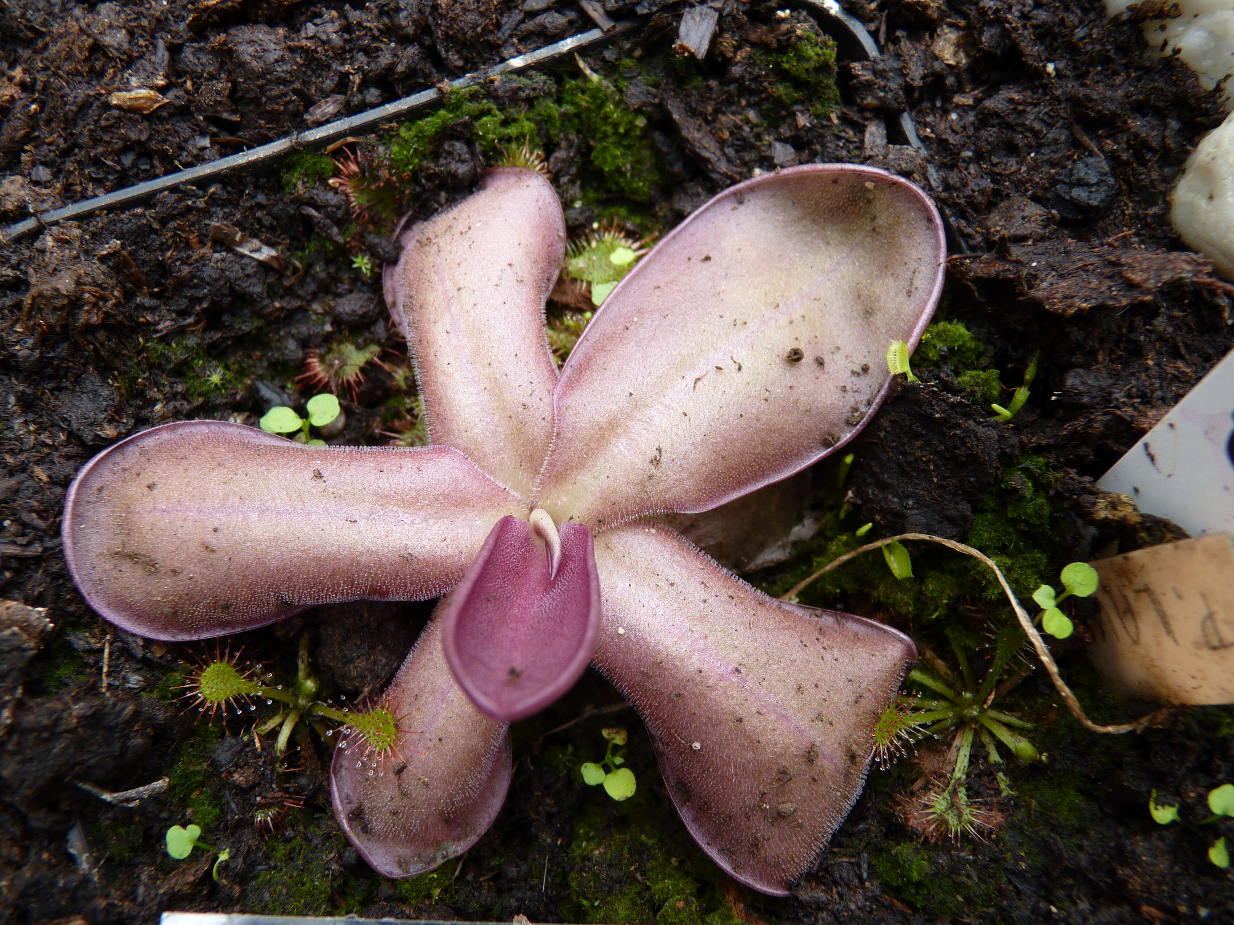 Sivun Pinguicula laueana F. Speta & F. Fuchs kuva