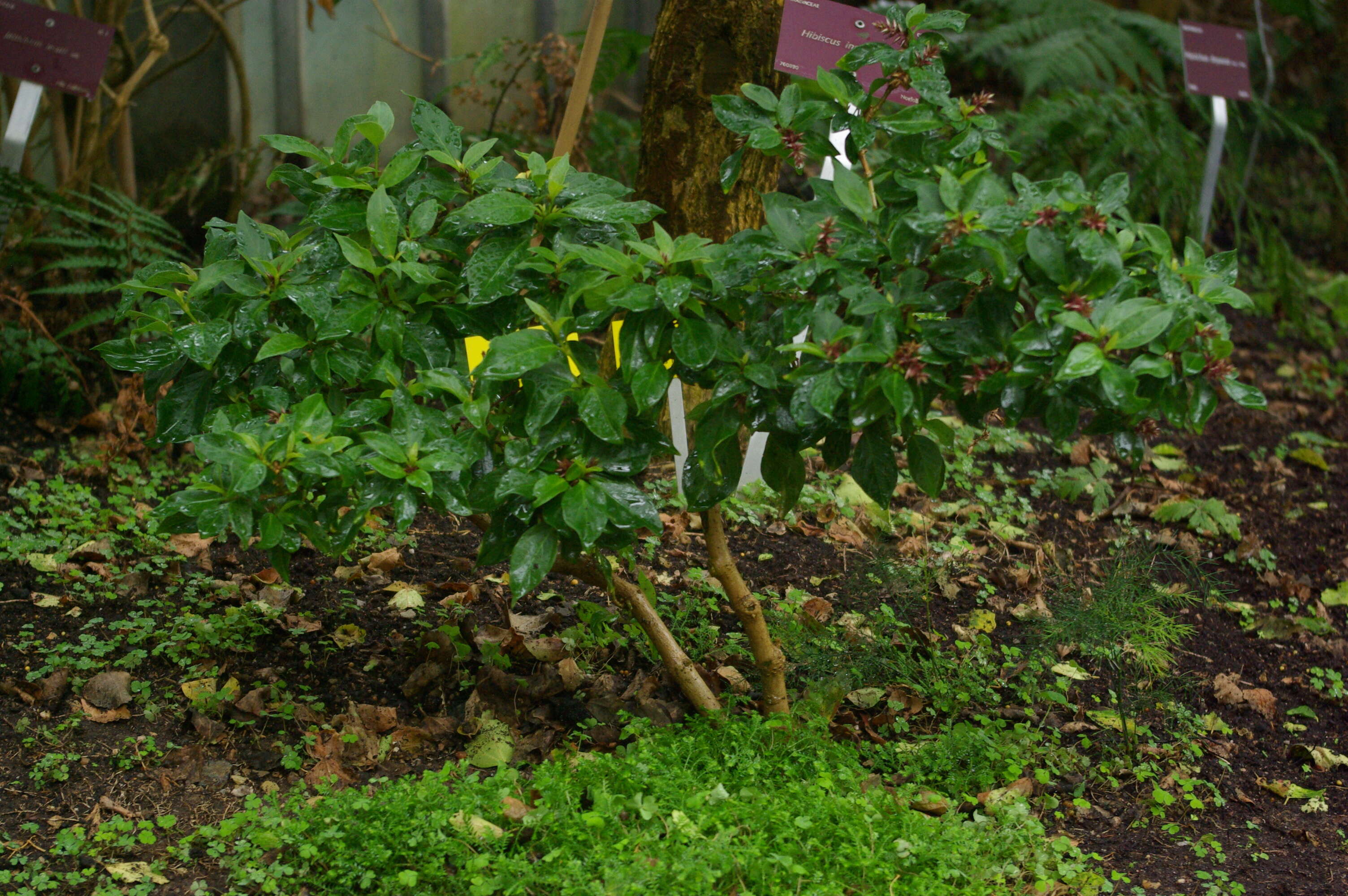 Слика од Achyranthes arborescens R. Br.