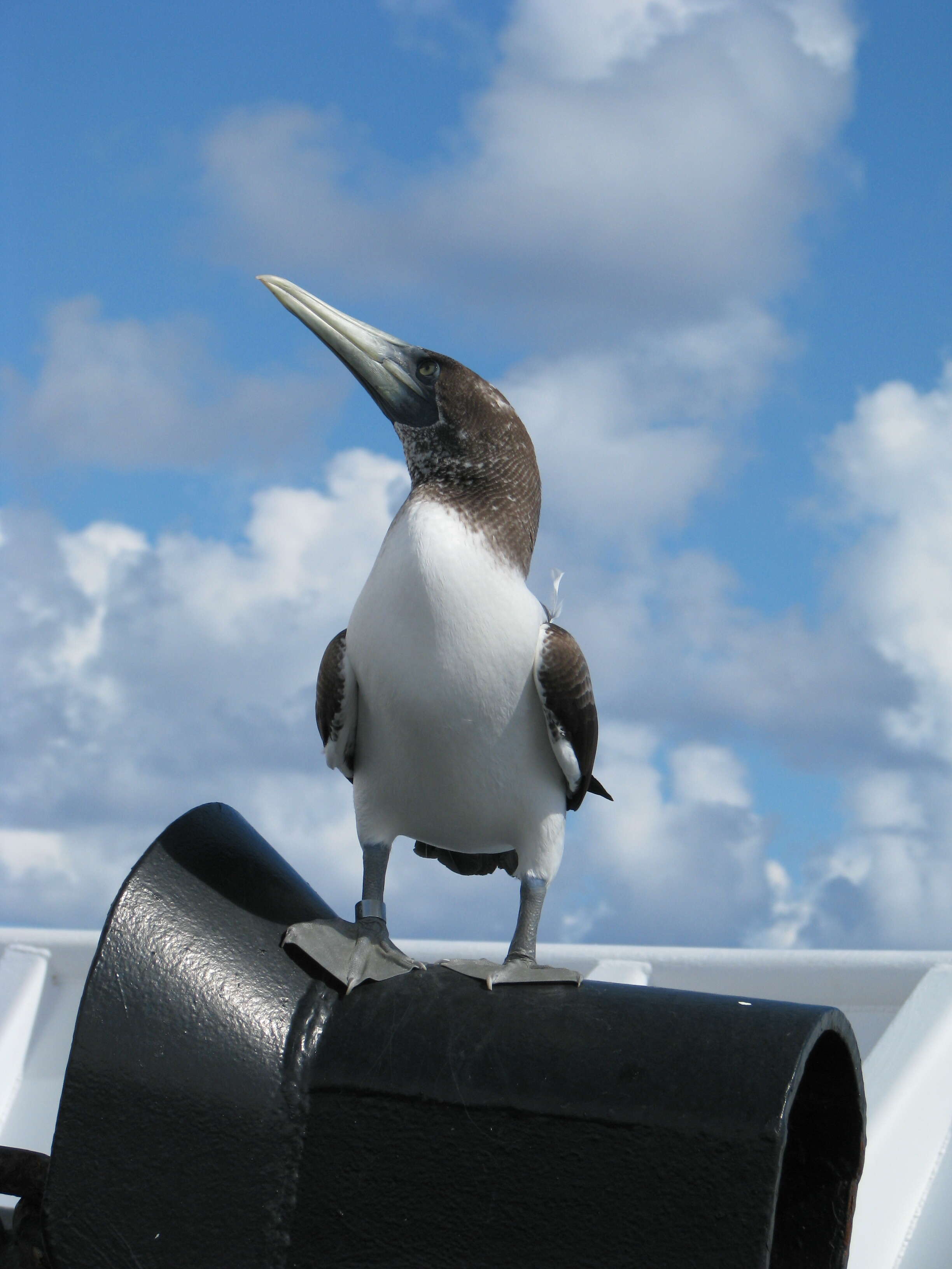 Image of Brown Booby