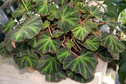 Image de Begonia soli-mutata