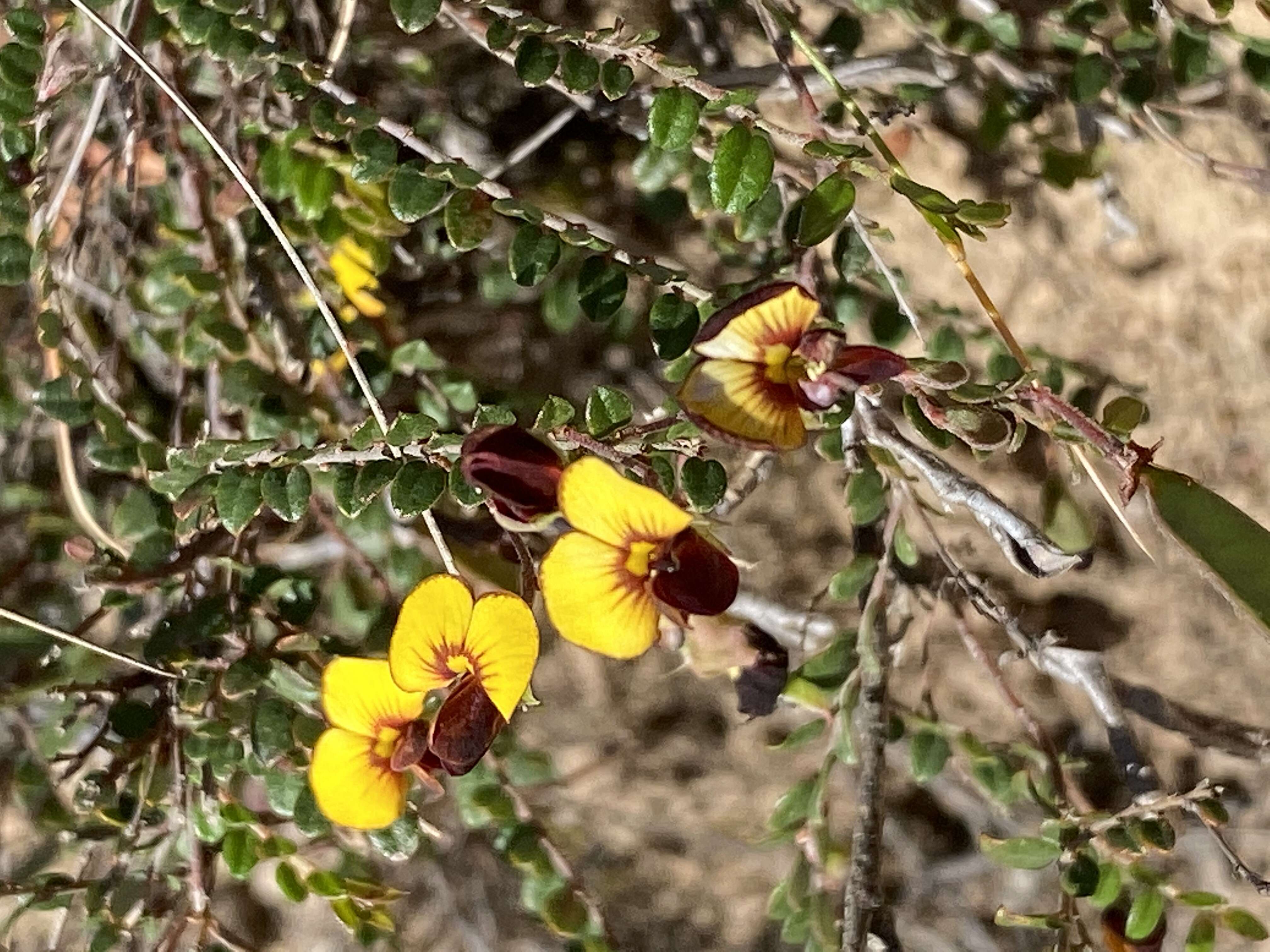 Sivun Bossiaea prostrata R. Br. kuva