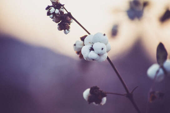 Image of Snowberry