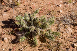 Image of Panhandle Prickly-pear