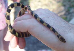 Sivun Tropidophis semicinctus (Gundlach & Peters 1864) kuva